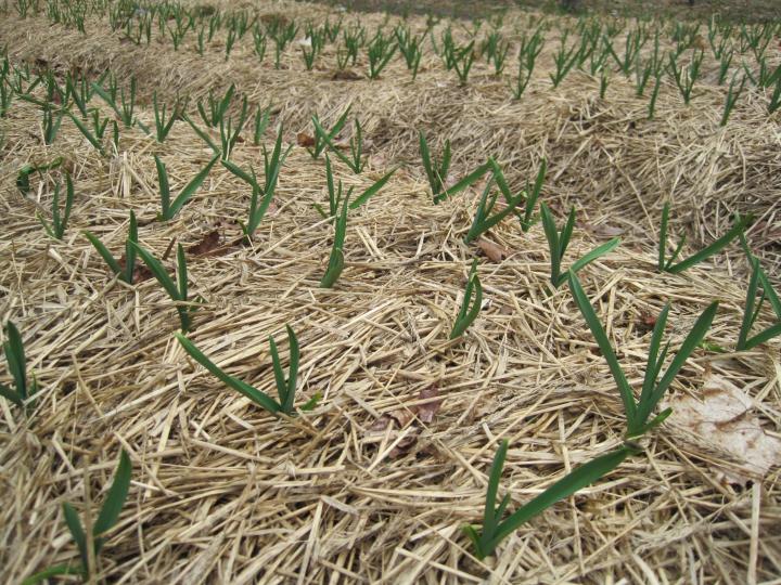 Planting Garlic In The Fall Old Farmer S Almanac   Garlic 002 Full Width 